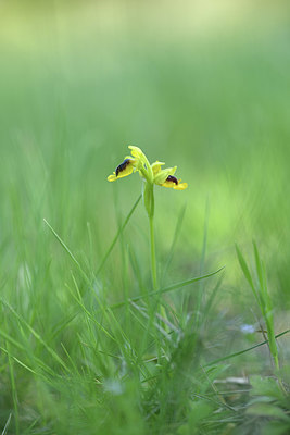 BUITEN BEELD Foto: 412425