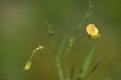 BUITEN BEELD Foto: 412426