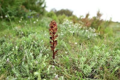 BUITEN BEELD Foto: 412431