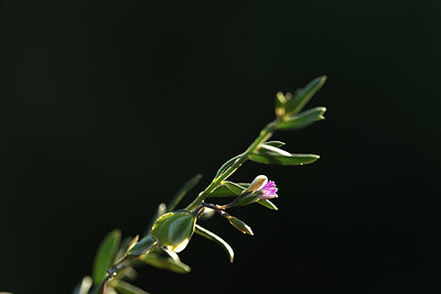 BUITEN BEELD Foto: 412432