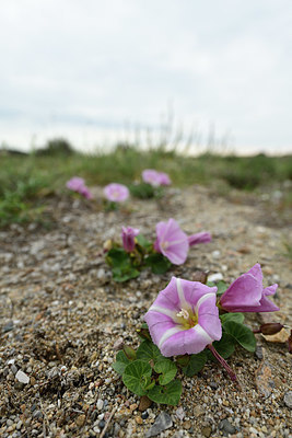 BUITEN BEELD Foto: 412435