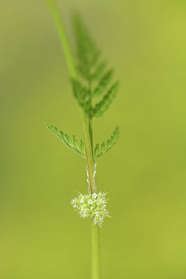 BUITEN BEELD Foto: 412437