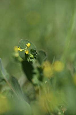 BUITEN BEELD Foto: 412438