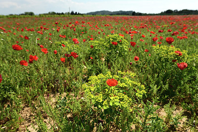 BUITEN BEELD Foto: 412454