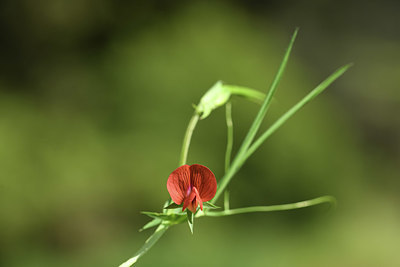 BUITEN BEELD Foto: 412457