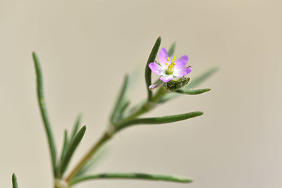 BUITEN BEELD Foto: 412465