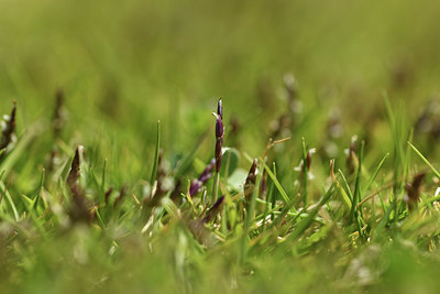 BUITEN BEELD Foto: 412510