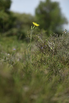 BUITEN BEELD Foto: 412515