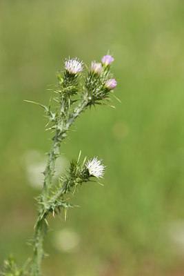 BUITEN BEELD Foto: 412518