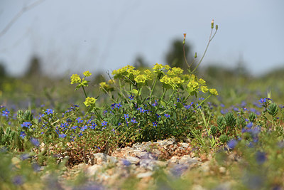 BUITEN BEELD Foto: 412522