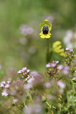 BUITEN BEELD Foto: 412525