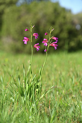 BUITEN BEELD Foto: 412531