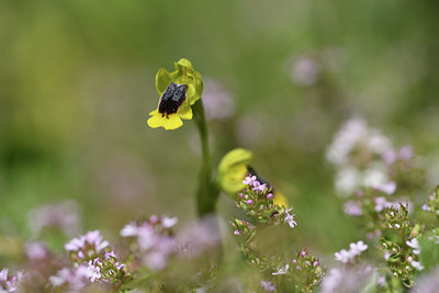 BUITEN BEELD Foto: 412543