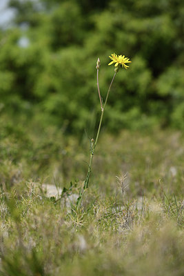 BUITEN BEELD Foto: 412546