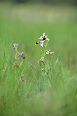 BUITEN BEELD Foto: 412547