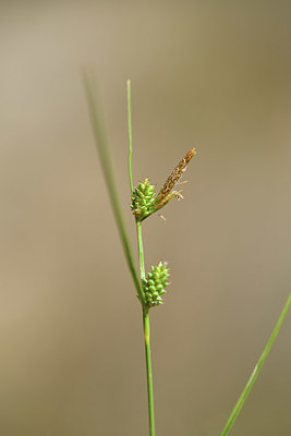 BUITEN BEELD Foto: 412556