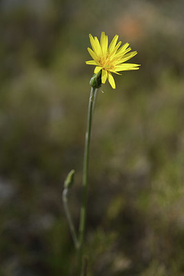 BUITEN BEELD Foto: 412566