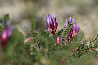 BUITEN BEELD Foto: 412570