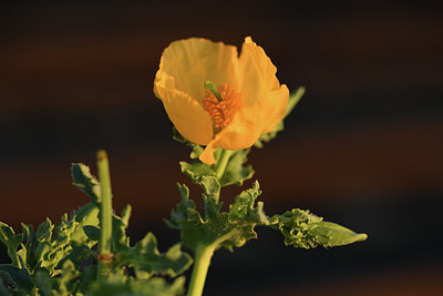 BUITEN BEELD Foto: 412580