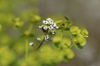 BUITEN BEELD Foto: 412582