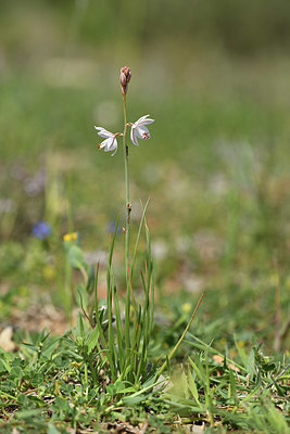 BUITEN BEELD Foto: 412589
