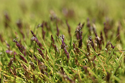 BUITEN BEELD Foto: 412595