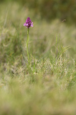 BUITEN BEELD Foto: 412596