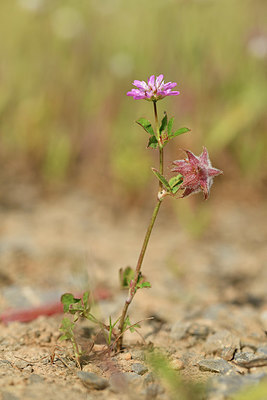 BUITEN BEELD Foto: 412598