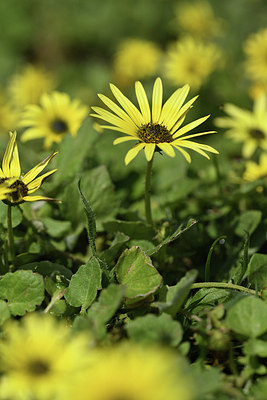 BUITEN BEELD Foto: 412601