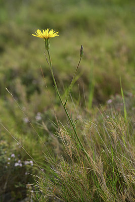 BUITEN BEELD Foto: 412608