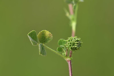 BUITEN BEELD Foto: 412624