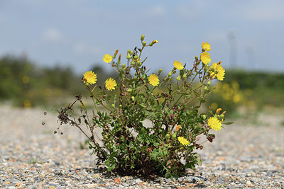 BUITEN BEELD Foto: 412633