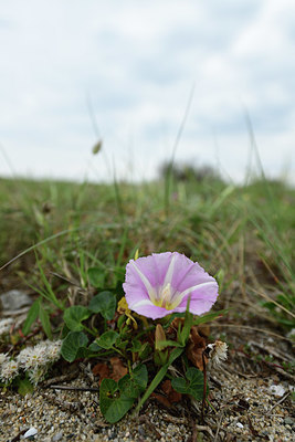 BUITEN BEELD Foto: 412636