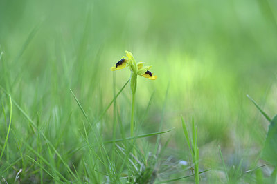 BUITEN BEELD Foto: 412644