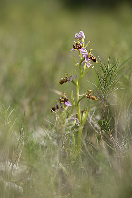 BUITEN BEELD Foto: 412655