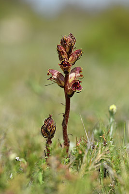 BUITEN BEELD Foto: 412669