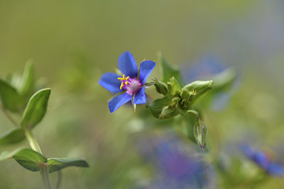 BUITEN BEELD Foto: 412673