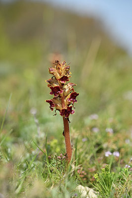 BUITEN BEELD Foto: 412674