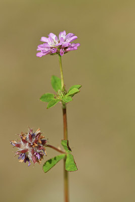 BUITEN BEELD Foto: 412676