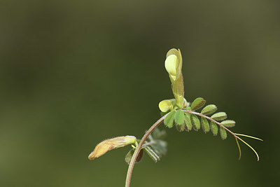 BUITEN BEELD Foto: 412678