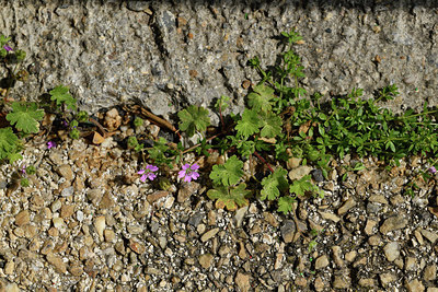BUITEN BEELD Foto: 412680