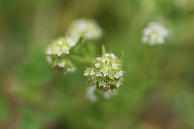 BUITEN BEELD Foto: 412682