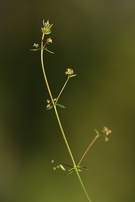 BUITEN BEELD Foto: 412685