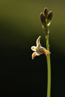 BUITEN BEELD Foto: 412691