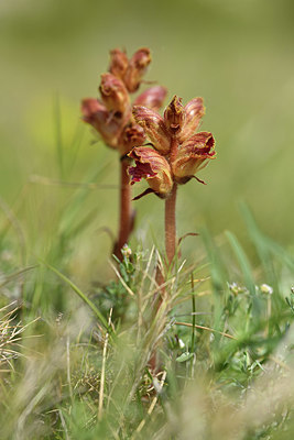 BUITEN BEELD Foto: 412706