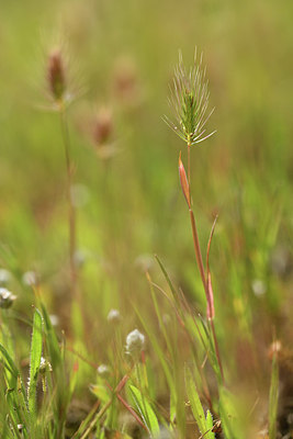 BUITEN BEELD Foto: 412708