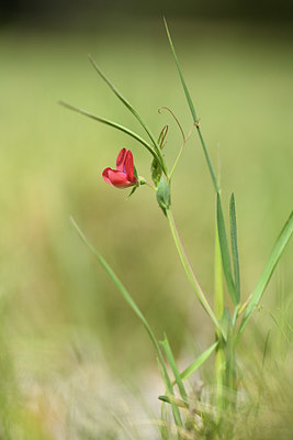 BUITEN BEELD Foto: 412718