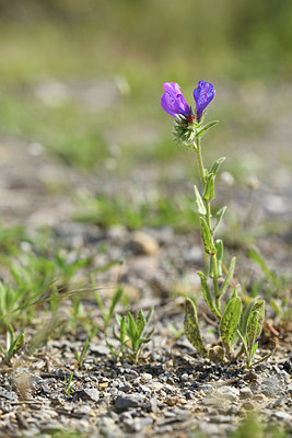 BUITEN BEELD Foto: 412719