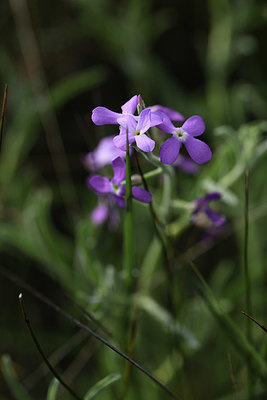 BUITEN BEELD Foto: 412734