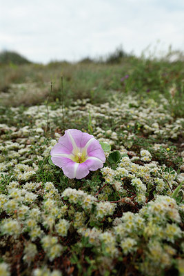 BUITEN BEELD Foto: 412737